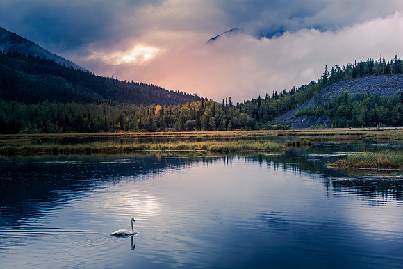 Swan Lake