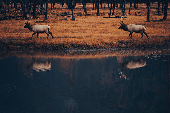 Cruisin' Caribou