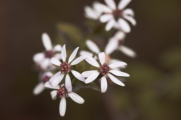 Petite Petals