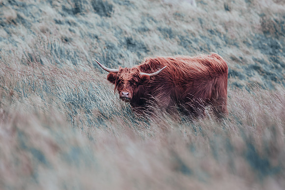 A Scotland Coo :)