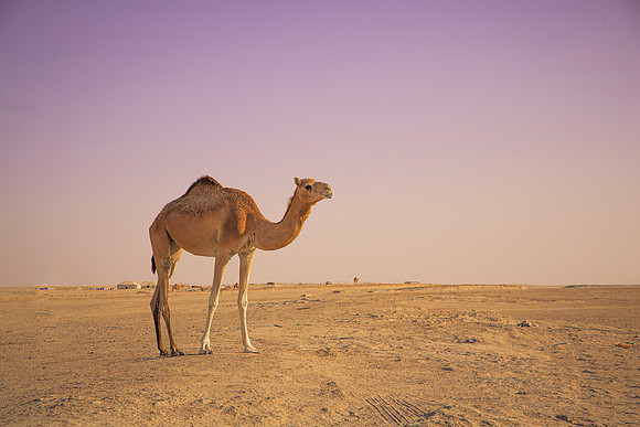 Camel in Qatar