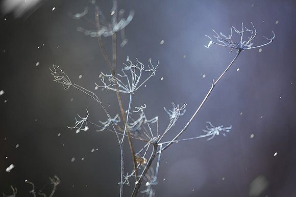 Winter Wonderland