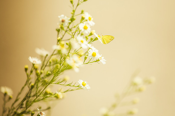 Garden Butterfly