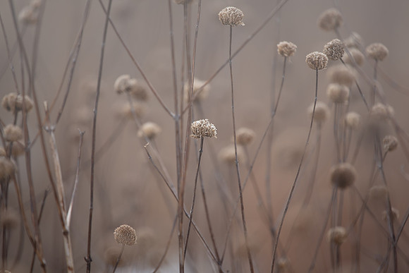 Foggy Winter