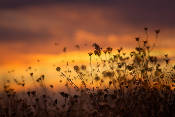 Sunset Watcher