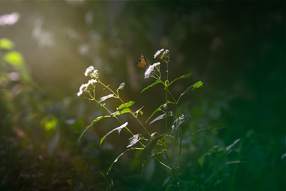 Forest Butterfly