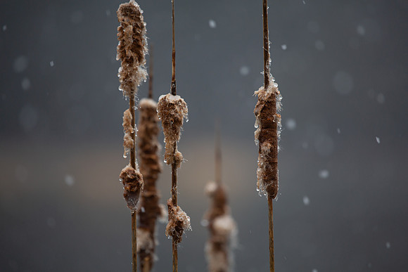 Chilly Tales