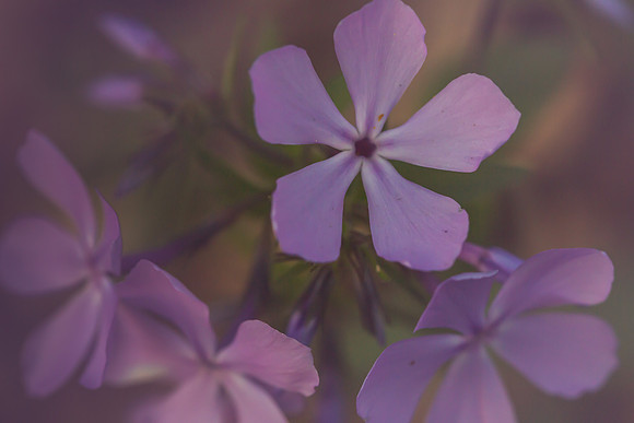 Purple Phlox