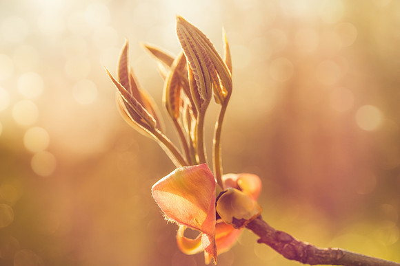 Hickory Growth