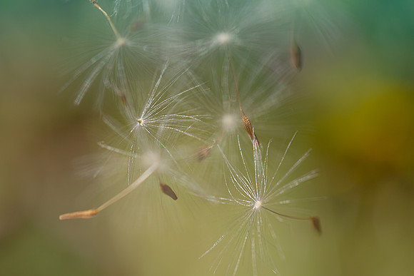 Dandy Dandelions