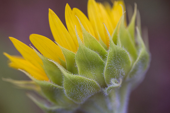 Sunflower Closeup