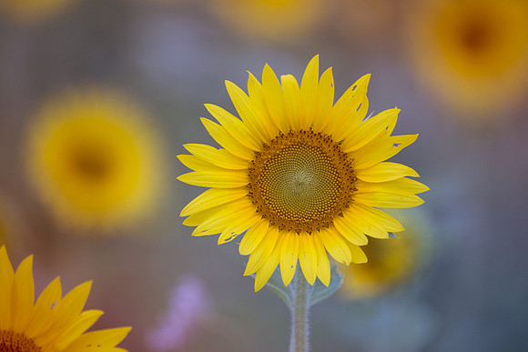 Summer Sunflowers