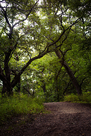 Woodland Path