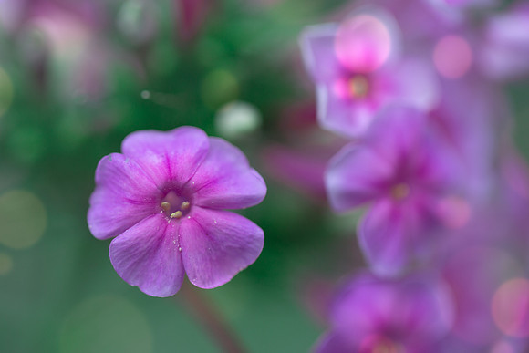 Purple!