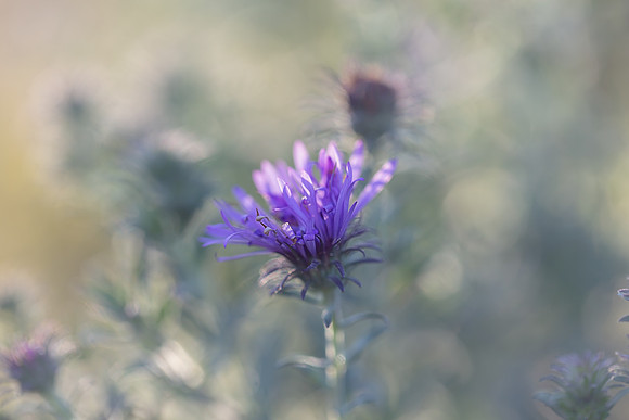 Purple Flower