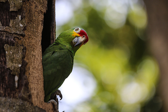 Peekin' Parrot in Belize