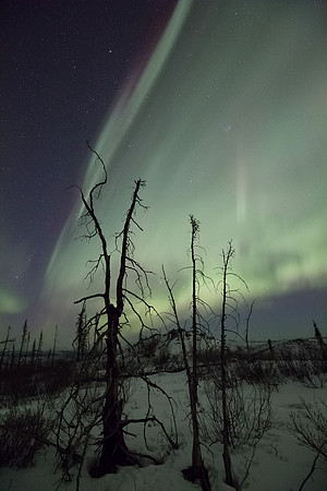 Northern Night Lights